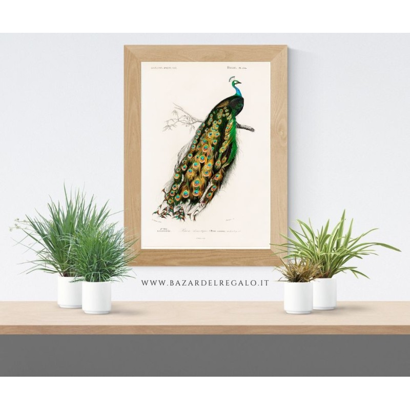 Replica d'Arte su Legno - Pavo cristatus di Alcide d'Orbigny