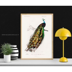 Opera naturalistica stampata su legno bianco - Pavone indiano con rilievo materico