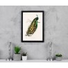 Pannello rigido ecosostenibile - Pavo cristatus di Alcide d'Orbigny