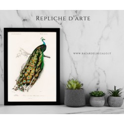 Replica d'Arte su Legno - Pavo cristatus di Alcide d'Orbigny