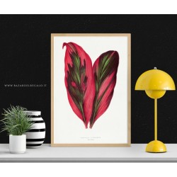 Effetto materico su legno - Illustrazione botanica di Pierre-Joseph Redouté