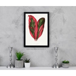 Dracaena terminalis, Varietà Stricta" di Pierre-Joseph Redouté