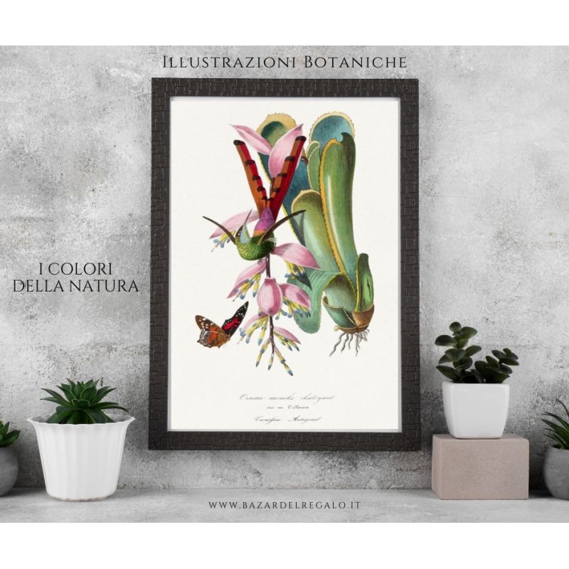 "Replica su legno - Colibrì iridescente di Paul Gervais (20x30 cm circa)"