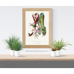 "Illustrazione naturalistica tropicale - Colibrì su un'infiorescenza con farfalla"