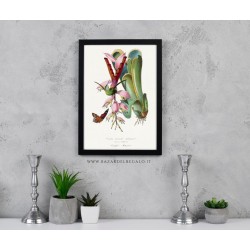 Colibrì iridescente di Paul Gervais 20x30 cm