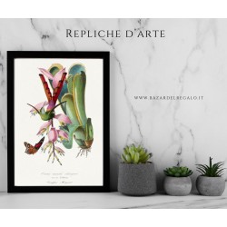 Colibrì e Vanesse Antigone
