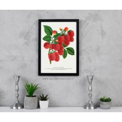 arte botanica legno, lampone Shaffer's Colossal illustrazione,