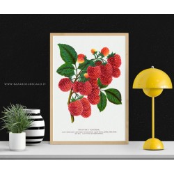 Illustrazione botanica di Wendel - Frutti e foglie in rilievo