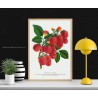 Illustrazione botanica di Wendel - Frutti e foglie in rilievo
