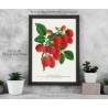arredamento natura, frutta botanica arte