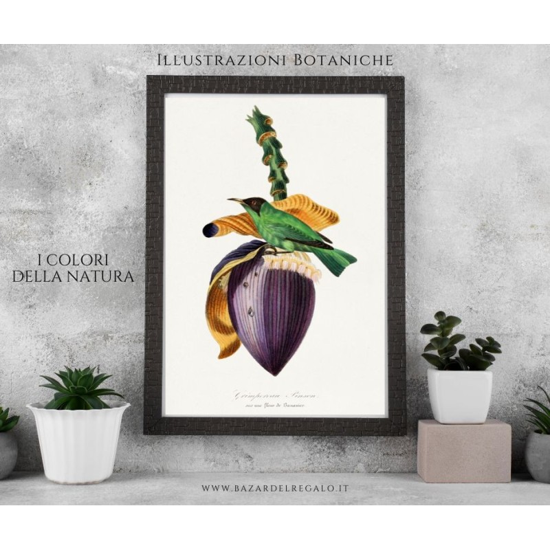 "Replica tropicale su legno - Grimpereau Pinson di Paul Gervais (20x30 cm circa)"