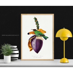 Grimpereau Pinson su un fiore di banano