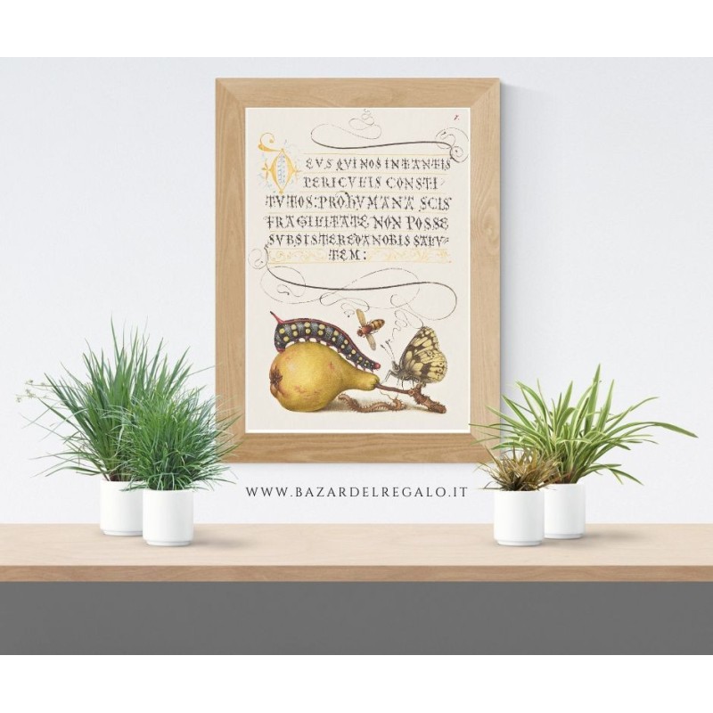 Calligrafia e miniature naturalistiche - Mira Calligraphiae Monumenta