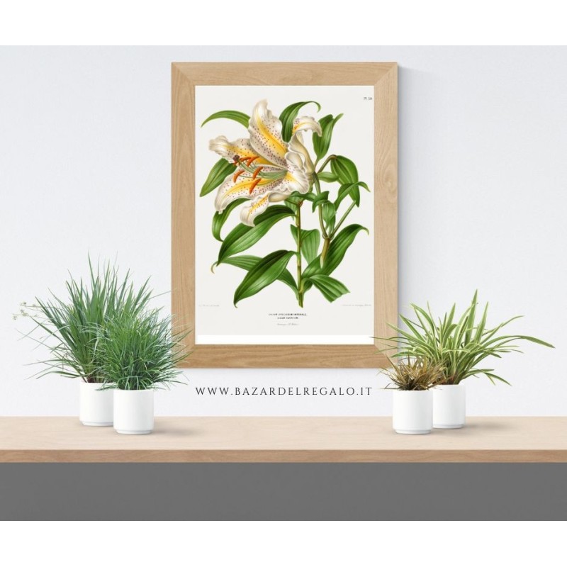 Illustrazione floreale su pannello rigido - Lilium Speciosum Imperiale replica cromolitografica