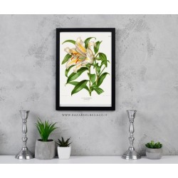 Lilium Speciosum Imperiale replica cromolitografica