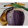 Replica d'Arte su Legno - Grimpereau Pinson su Fiore di Banano - Eleganza Tropicale