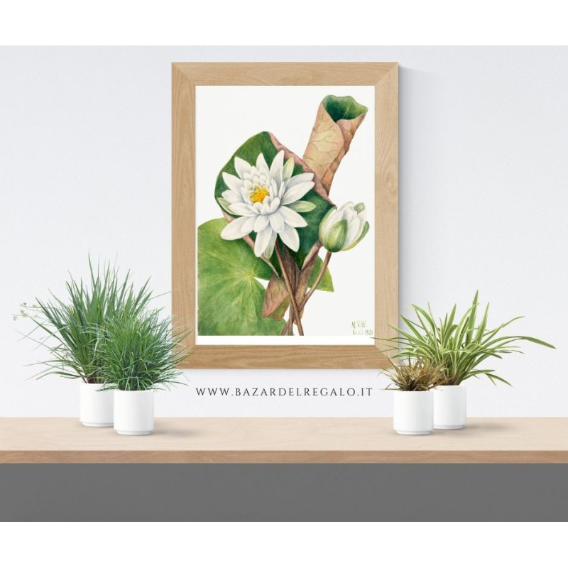 Replica botanica su legno - Ninfea di Mary Vaux Walcott