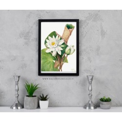 Illustrazione floreale su pannello rigido - Water Lily acquerello botanico