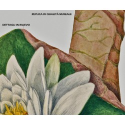 Replica botanica su legno - Ninfea di Mary Vaux Walcott