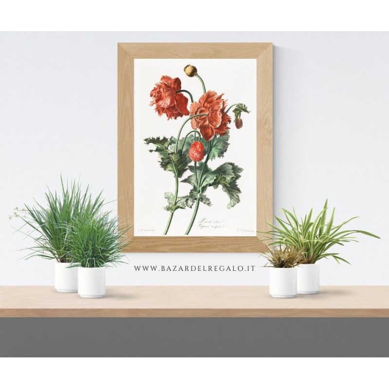 Replica su Legno - "Pavot Cultivé (Papaver somniferum L.)" di Gérard van Spaendonck | 20x30 cm circa