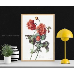 papavero botanico van Spaendonck