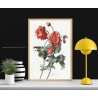 papavero botanico van Spaendonck