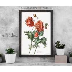 Replica botanica su legno - Pavot Cultivé (Papaver somniferum L.) di Gérard van Spaendonck