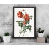 Replica botanica su legno - Pavot Cultivé (Papaver somniferum L.) di Gérard van Spaendonck
