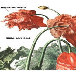 Illustrazione floreale su pannello rigido - Papavero coltivato incisione botanica