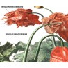Illustrazione floreale su pannello rigido - Papavero coltivato incisione botanica