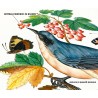 James Bolton fragole e fauna, illustrazione naturalistica ecosostenibile