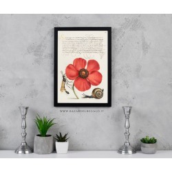 Illustrazione naturalistica su pannello rigido - Arte del Rinascimento con fiore rosso