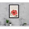 Illustrazione naturalistica su pannello rigido - Arte del Rinascimento con fiore rosso